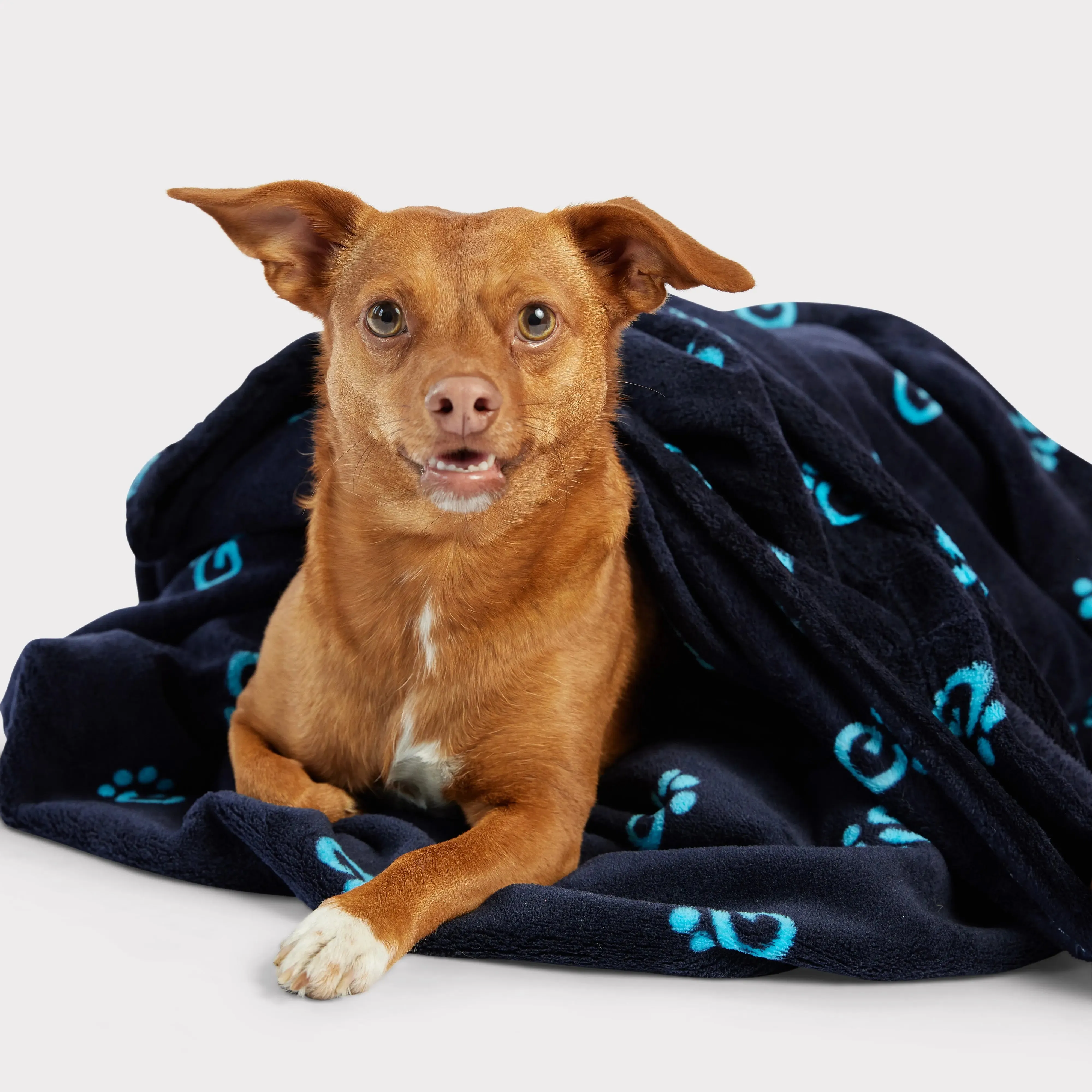 GF PET® Logo Blanket | Navy